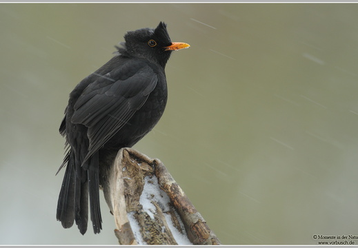 Amsel (Turdus merula)
