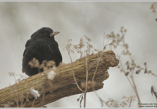 Amsel (Turdus merula)