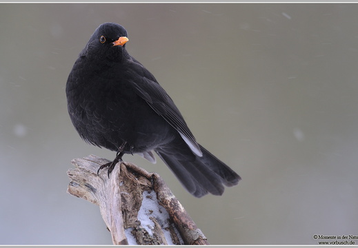 Amsel (Turdus merula)