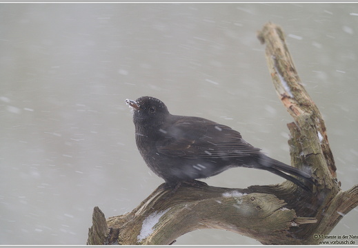 Amsel (Turdus merula)