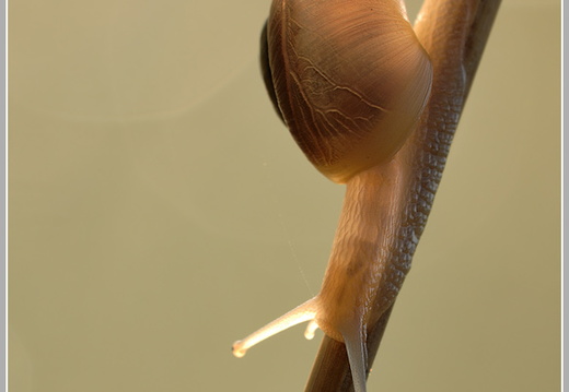 Schnecke im Gegenlicht