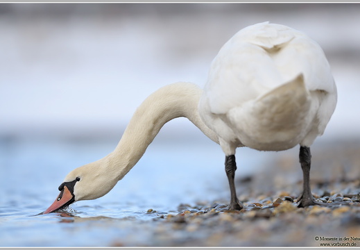 Höckerschwan (Cygnus olor)