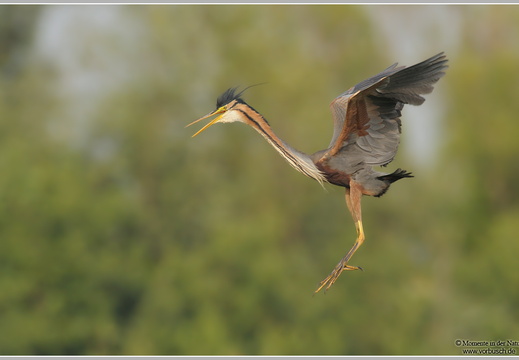 Purpurreiher (Ardea purpurea)