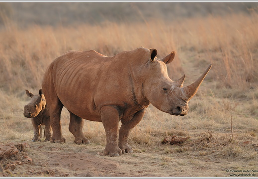 Breitmaulnashorn (Ceratotherium simum)
