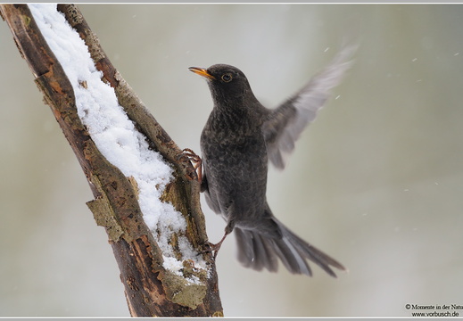 Amsel (Turdus merula)