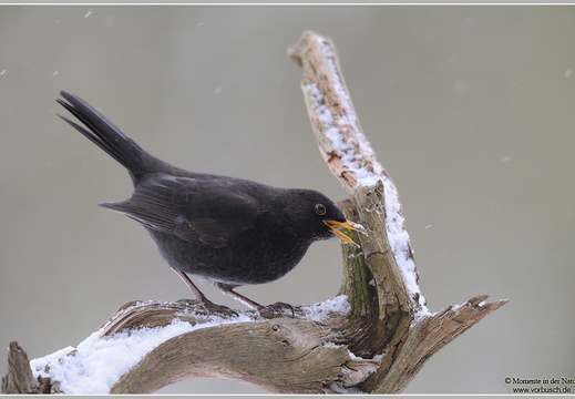 Amsel (Turdus merula)