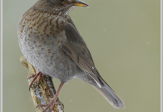 Amsel (Turdus merula)