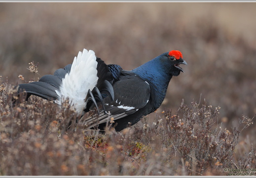 Birkhuhn (Tetrao tetrix)