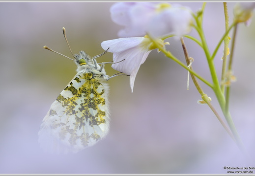 Aurorafalter (Anthocharis cardamines)