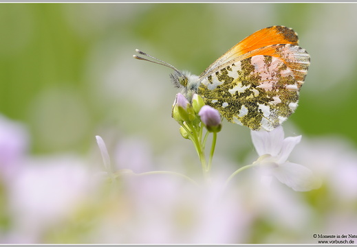 Aurorafalter (Anthocharis cardamines)
