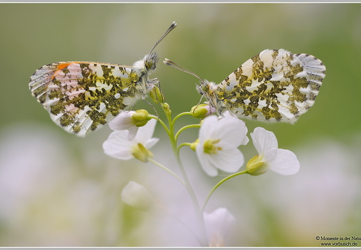 Aurorafalter (Anthocharis cardamines)