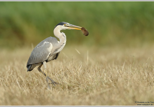 Graureiher (Ardea cinerea)