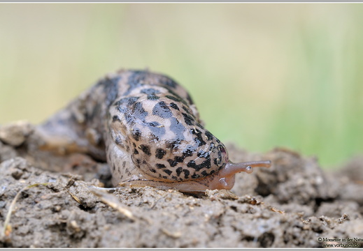 Tigerschnegel (Limax maximus)