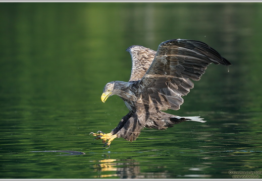 Seeadler (Haliaeetus albicilla)