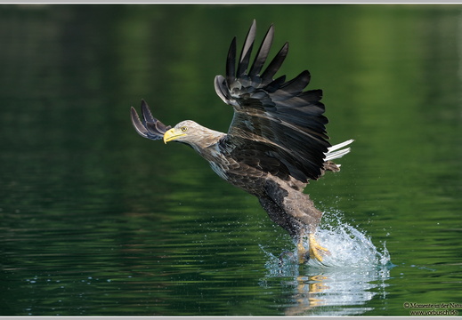 Seeadler (Haliaeetus albicilla)