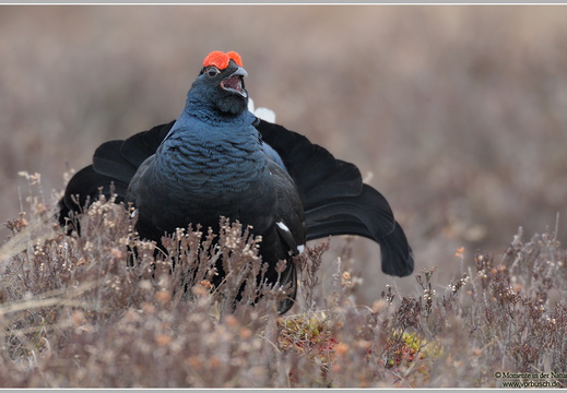 Birkhuhn (Tetrao tetrix)