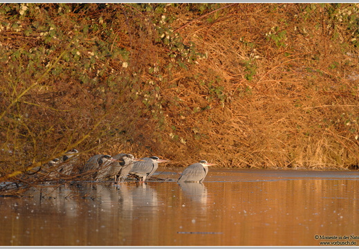 Graureiher (Ardea cinerea)