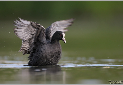 Blässhuhn (Fulica arta)