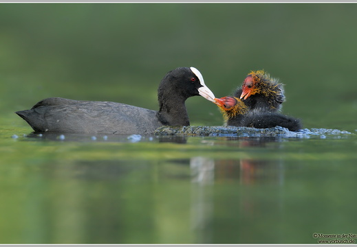 Blässhuhn (Fulica atra)