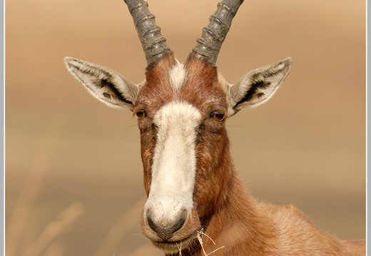 Blesslock (Damaliscus dorcas phillipsi)