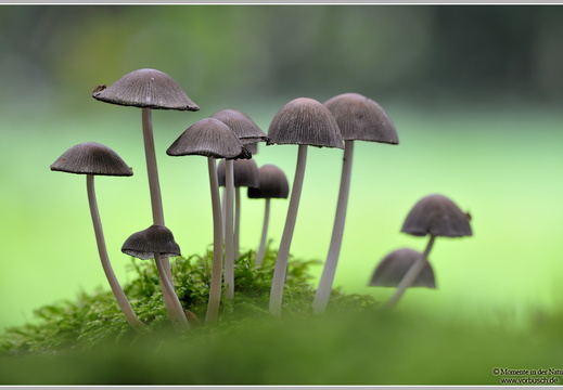 Helmling (Mycena sp.)