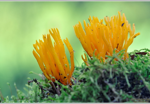 Koralle (Ramaria sp.)