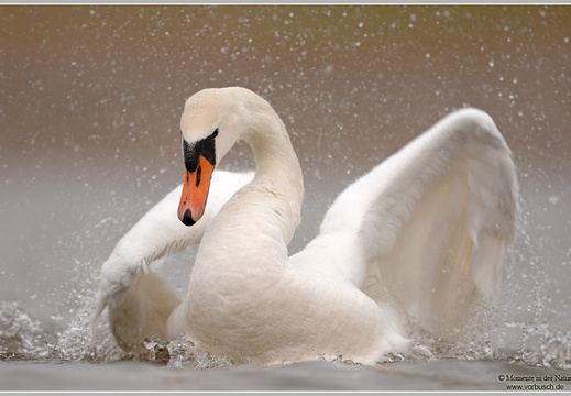 Höckerschwan (Cygnus olor)