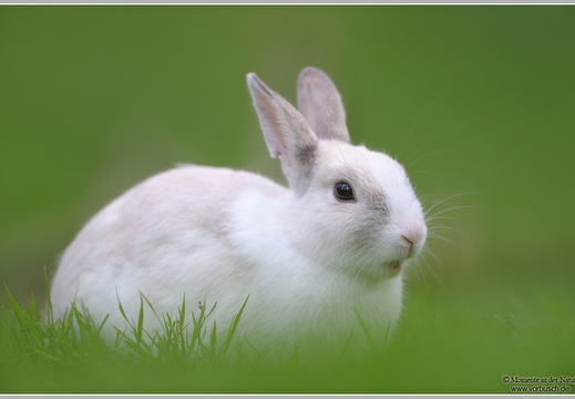 Kaninchen