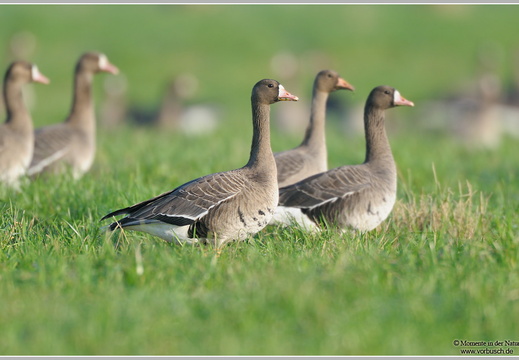 Blässgans (Anser albifrons)