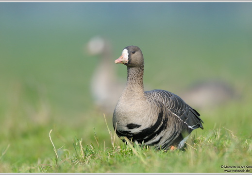 Blässgans (Anser albifrons)