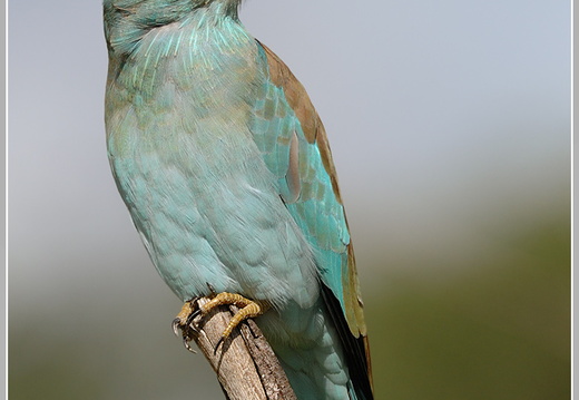 Blauracke (Coracias garrulus)