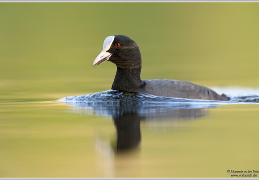Blässhuhn (Fulica arta)