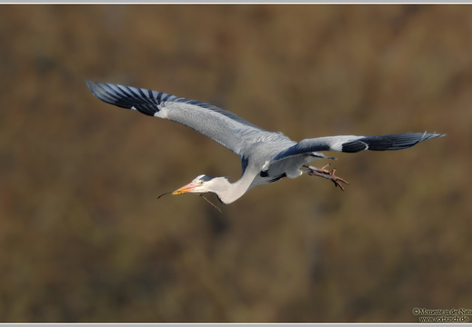Graureiher (Ardea cinerea)