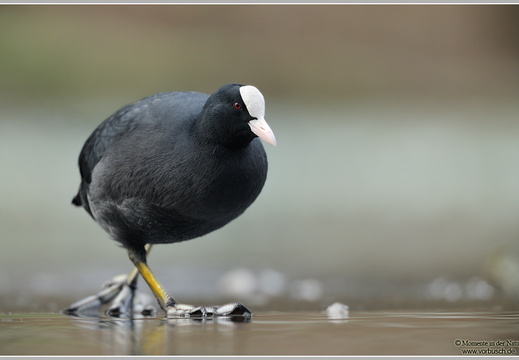 Blässhuhn (Fulica arta)