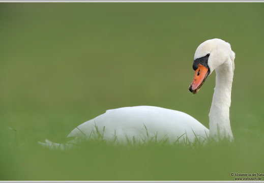 Höckerschwan (Cygnus olor)