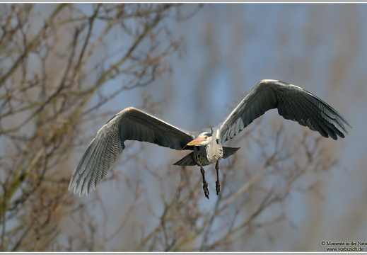Graureiher (Ardea cinerea)