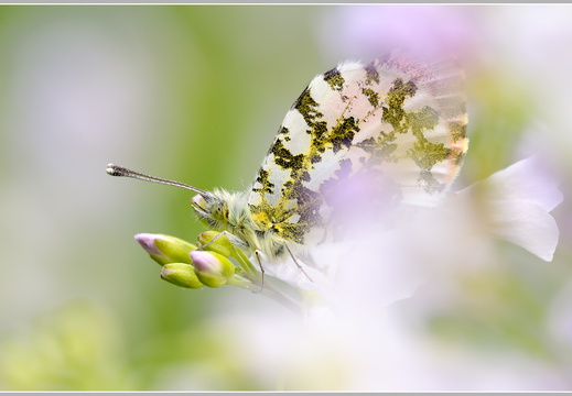 Aurorafalter (Anthocharis cardamines)