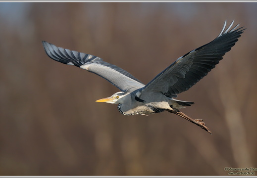 Graureiher (Ardea cinerea)
