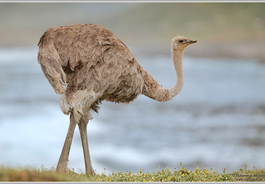 Afrikanischer Strauß (Struthio camelus)