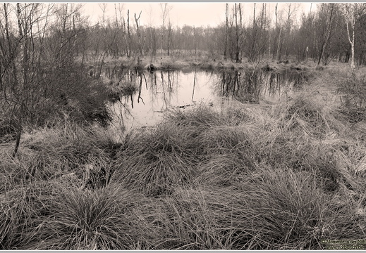 Hochmoor