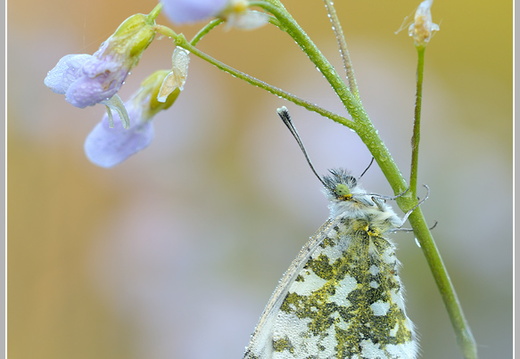 Aurorafalter (Anthocharis cardamines)