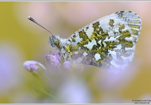 Aurorafalter (Anthocharis cardamines)