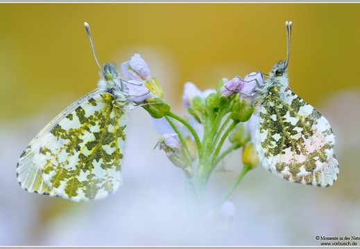 Aurorafalter (Anthocharis cardamines)