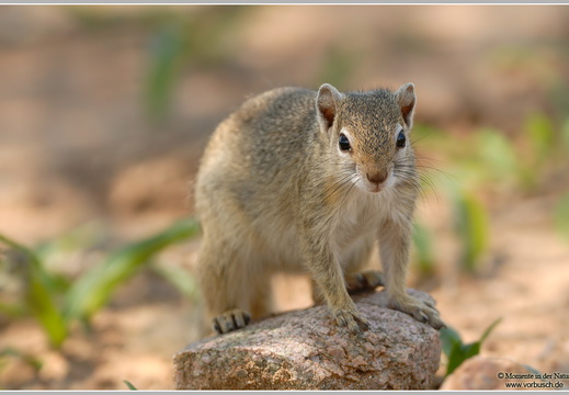 Buschhörnchen (Paraxerus sp.)