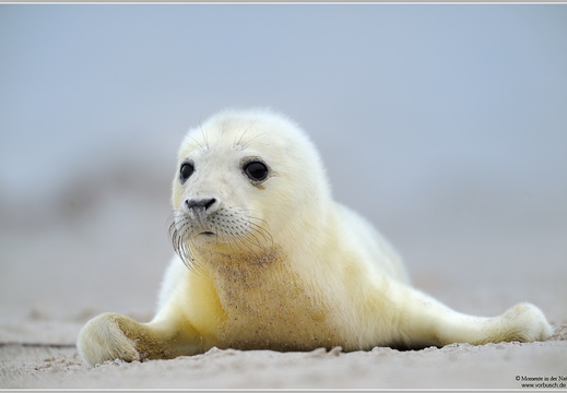 Kegelrobbe (Halichoerus grypus)