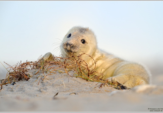 Kegelrobbe (Halichoerus grypus)
