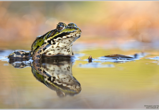 Teichfrosch (Pelophylax sp.)