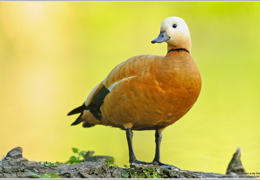 Rostgans (Tadorna ferruginea)