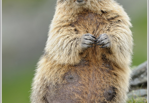 Alpenmurmeltier (Marmota marmota)