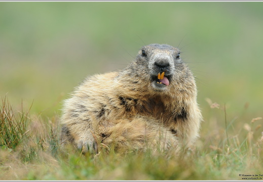 Alpenmurmeltier (Marmota marmota)